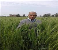 «خبير زراعي» يضع روشته لتحقيق الاكتفاء الذاتي من القمح