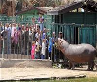 حدائق الحيوان: استقبالنا أكثر من نصف مليون زائر خلال العيد| فيديو