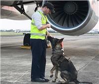 وثقها راكب.. عمال الأمتعة يطاردون كلبا داخل مطار في المكسيك
