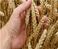 «الزراعة»: نتوقع حصاد 10 ملايين طن قمح بنهاية مايو