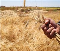 بزيادة ربع مليون فدان.. وصول المحصول المزروع من القمح لـ3.66 ملايين فدان