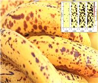 ما سر اكتشاف البقع البنية على الموز؟
