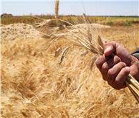 نقيب الفلاحين: موسم القمح نجح بوصول المساحة المنزرعة لـ3.6 مليون فدان