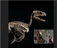 بيع ديناصور عاش قبل 110 ملايين سنة بـ 12 مليون دولار