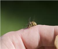 كيفية التعامل مع لدغات النحل بأمان؟