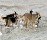 أثناء التنزه.. كلب ضال يعقر ربة منزل وحفيدتها بكورنيش النيل بـ«قنا»