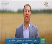 «زراعة النوبارية»: توريد 20 ألف طن قمح حتى الآن | فيديو 