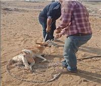 رصده مقطع فيديو.. ضبط المتهم بتعذيب «كلب» بالقاهرة