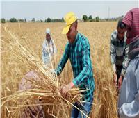 محافظ الإسكندرية: توريد حصاد  25.2 الف فدان من القمح حتى الآن 