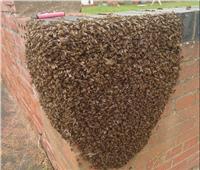 سرب من النحل يحتل مدينة بريطانية