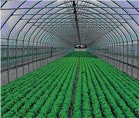 «الزراعة»: الصوب الزراعية ضرورة وليست رفاهية لعدة أسباب مناخية| فيديو