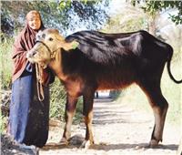 «المجتمع المدنى» يـُرحب بتوجيهات الرئيس بمنح رءوس ماشية أكثر إنتاجية للمزارعين