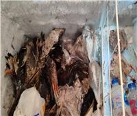 ضبط 125 كجم طيور نافقة بأحد المحلات بشمال الجيزة |صور