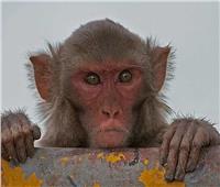 اكتشاف عقار جديد لـ«جدري القرود» يعالج المرض أسرع