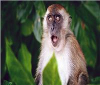 فرنسا تسجل 33 إصابة مؤكدة بجدري القرود