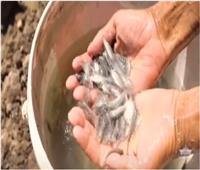أسامة ربيع يشكف تفاصيل إنتاج أسماك الدينيس والقاروص: «نستهدف تقليل الفجوة الغذائية»