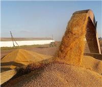 خبير اقتصادي: واردات مصر من القمح انخفضت بنسبة 50%