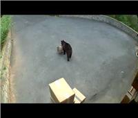 دب يسرق صندوقا من أمام منزل في الولايات المتحدة| فيديو