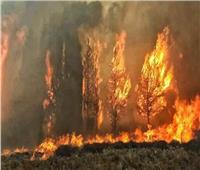 اندلاع حريق في أكبر غابة صنوبر بري بلبنان