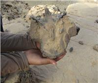 البيئة تكشف تفاصيل العثور على حفرية الديناصور «هابيل» بالواحات البحرية