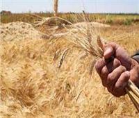 «التموين» تتسلم نحو 4 ملايين طن من القمح المحلي حتى الآن 