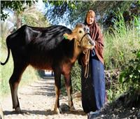 متابعة شهرية لرؤوس مواشي الأسر الأولى بالرعاية في قرى المنوفية
