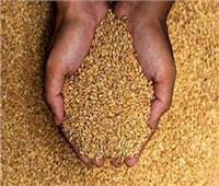 تراجع أسعار القمح عالمياً.. والتموين تتسلم 4 ملايين طن من المزارعين
