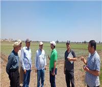مدير المحاصيل الحقلية يتفقد البرامج البحثية الصيفية بمحطة سخا بكفر الشيخ