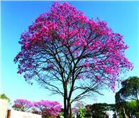 دراسة تكشف عن علاج واعد لسرطان الدم من شجرة في البرازيل