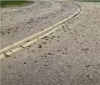 الصراصير تغزو طريق سيارات في الولايات المتحدة| فيديو