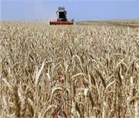«فاو»: 35 مليون طن صادرات القمح الروسي للعام الحالي