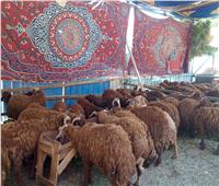 التموين تواصل طرح الخراف الحية واللحوم الطازجة استعدادا للعيد  