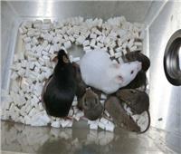 اكتشاف علمي هام.. استنساخ فئران من خلايا مجففة عن طريق الشاي الأخضر