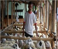 عيد الأضحى في إندونيسيا.. الحمى القلاعية تهاجم الماشية