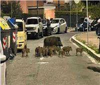 بحثاً عن الطعام.. الخنازير البرية تغزو العاصمة الإيطالية |فيديو      