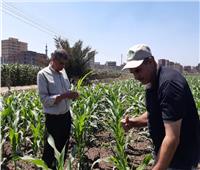 «زراعة المنوفية»: مرور مكثف على الحقول لإنقاذ محصول الذرة من دودة الحشد