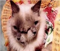 ماتت بعد يومين .. تفاصيل ولادة قطة بوجهين في تايلاند | بالصور  