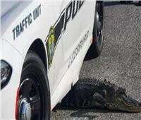 الشرطة الأمريكية تلاحق «تمساح هارب» في شوارع فلوريدا   