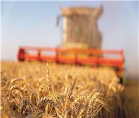 الاتحاد الأوروبي: الاتفاق بشأن الحبوب الأوكرانية سيسمح بتصدير 25 مليون طن خلال 4 أشهر