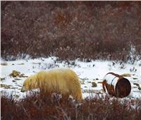  الدببة الروسية تبحث عن طعامها في مقالب القمامة 