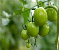 فوائد مذهلة عند تناول الطماطم الخضراء.. أبرزها علاج الدوالي