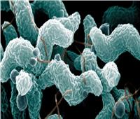 دراسة تكشف عن تحور في بكتيريا التيفود لتصبح مقاومة للمضادات الحيوية