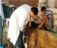 تحصين 107 ألف و726 رأس ماشية ضد الحمي القلاعية بالشرقية