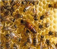 النحل غير اللاسع كنز مغمور.. اكتشف هذا العالم المذهل في البرازيل