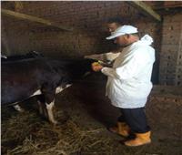 تحصين 227079 رأس ماشية  ضد مرض الحمى القلاعية بالبحيرة 