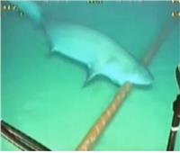 أسماك القرش تهدد عالم الإنترنت في قاع المحيط