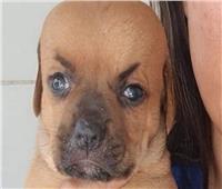 «وجه غاضب وفم غريب».. حالة مرضية نادرة تصيب كلب| صور   