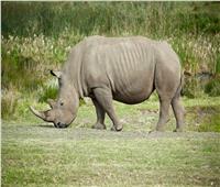 تحذيرات من انقراض وحيد القرن في جنوب إفريقيا بسبب الصيد الجائر  
