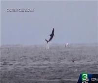 برشاقة عالية.. سمكة قرش عملاقة تطير في الهواء| فيديو  