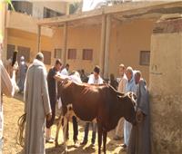 معهد بحوث التناسليات الحيوانية ينظم قافلة بيطرية مجانية بجنوب سيناء